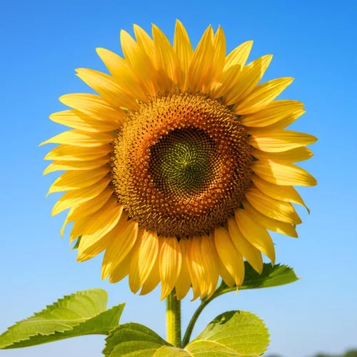 Semillas de girasol gigantes amarillas – 20 semillas fáciles de cultivar – Flores masivas de 2 pies de ancho – Girasoles de patio trasero imponentes