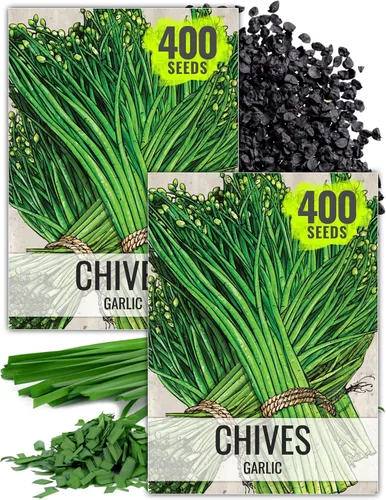 Miniatura 11 de Seed Needs Semillas de cebollino para plantar cebollino común, semillas de hierbas sin OMG y sin tratar para plantar un jardín de hierbas culinarias