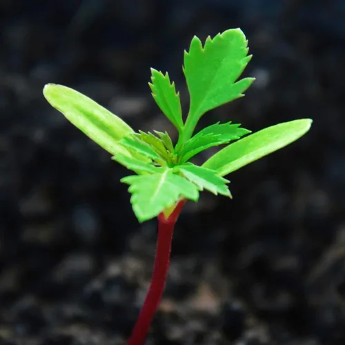 Miniatura 5 de Seed Needs Crackerjack - Semillas de caléndula para plantar, reliquia y flores anuales polinizadas abiertas, planta un jardín de mariposas