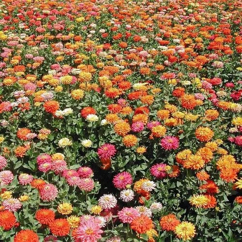 Miniatura 4 de Park Seed Sembrar cinta de semillas de colección Effortless – Mezcla de cactus gigante Zinnia 15 pies – Fácil siembra de bricolaje, flores vibrantes