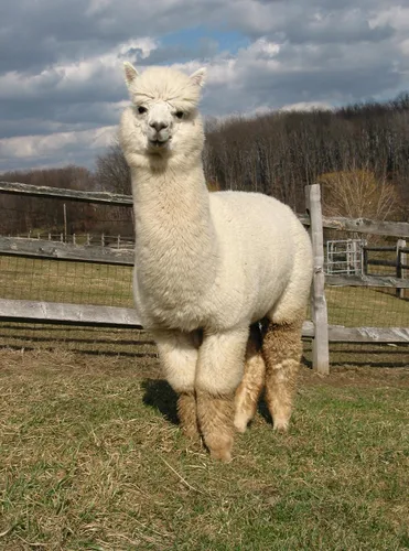 Miniatura 4 de Inca Fashions - Bufanda de alpaca en espiga - 100% lana de alpaca bebé - Unisex
