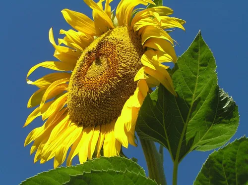 Miniatura 2 de Girasol, mamut ruso, 25 semillas por paquete, recién cosechadas, 8-12 pies de altura, flores gigantes