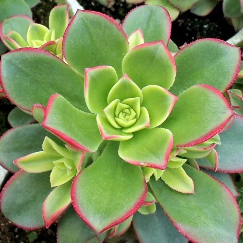 Miniatura 2 de Aeonium Planta Viva, Suculentas Raras de Aeonium para Plantas de Interior en Maceta de 4 Pulgadas, Suculentas para Decoración de Oficina en Casa