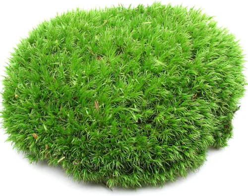 Miniatura 7 de Paquete de variedad de musgo vivo real fresco para orquídeas y mini paisajes, terrarios DIY, bonsáis, hábitats de reptiles y plantas en macetas Se