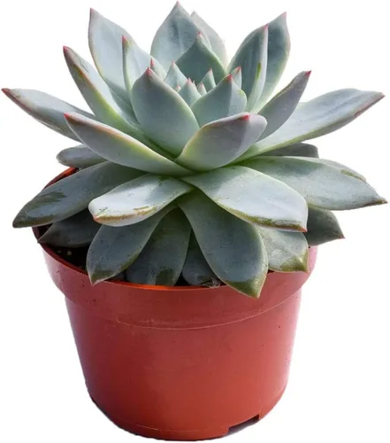 Miniatura 21 de Planta suculenta Echeveria viva – Suculenta Echeveria de 4 pulgadas totalmente arraigada (– Echeveria Borgoña Pearl)