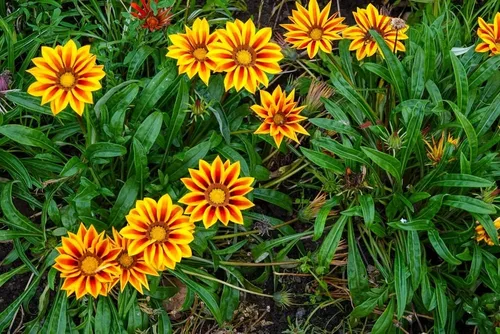 Miniatura 2 de Semillas de flores de Gazania - Más de 500 semillas para cultivar - Fabricado en Estados Unidos, se envía desde Iowa, ideal con caléndula o rosas.