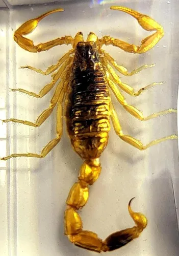 Miniatura 16 de 44mm de escorpión negro real en resina de lucite transparente cristalina, especímenes de artesanía, insectos de varios animales, colección