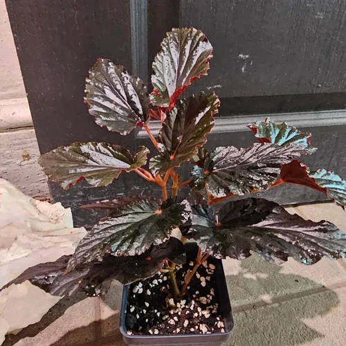 Miniatura 5 de Juego de 2 plantas vivas de begonia, plantas raras de begonia para colgar, canasta colgante ornamental de 5"-9" de alto (Ala de Ángel Negro)