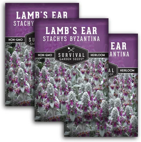 Miniatura 11 de Semillas de oreja de cordero para plantar, 1 paquete con instrucciones para plantar y cultivar plantas de orejas de cordero, betonía lanuda