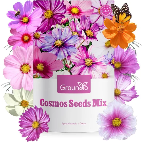 Miniatura 8 de Groundio Semillas de equinácea morada de 1 onza, semillas de equinácea perennes polinizadas abiertas sin OMG cultivadas en los Estados Unidos