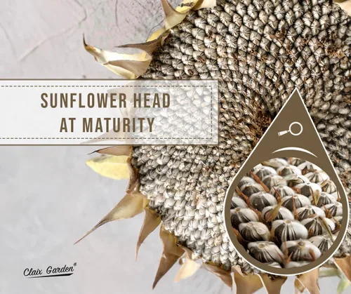 Miniatura 8 de Semillas de girasol gigantes para plantar, color gris mamut, 75 semillas, 100% sin OMG, polinizado abierto, atrae colibríes, abejas y mariposas