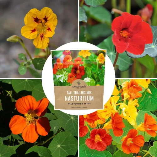 Miniatura 9 de Semillas de capuchina – Colores mezclados – Paquete extra grande – Más de 200 semillas de flores polinizadas abiertas sin OMG – Tropaeolum majus