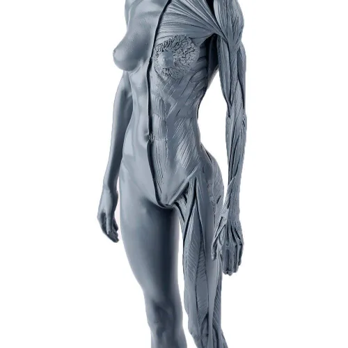 Miniatura 4 de Dental Nueva Anatomía Anatómica Femenina Cráneo Cabeza Cuerpo Modelo Músculo Hueso (11.8 in) Altura