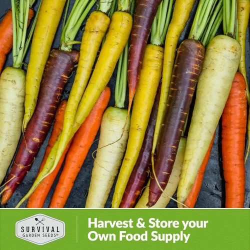 Miniatura 5 de Semillas de zanahoria arcoíris para plantar, mezcla colorida de reliquia que incluye zanahorias moradas, amarillas y naranjas, vegetales de jardín