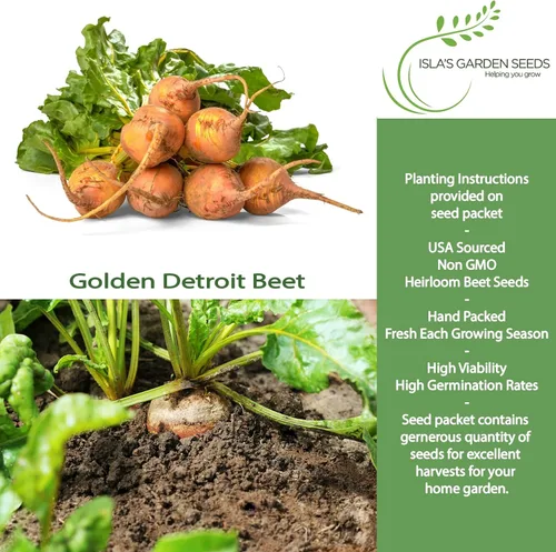 Miniatura 2 de Semillas de remolacha Golden Detroit (Beta vulgaris) – Más de 100 semillas de reliquia sin OMG de Isla's Garden Seeds, remolacha dorada dulce