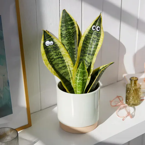 Miniatura 2 de HOMDSG Imanes de plantas lindos con ojos para plantas en macetas, pines de imán seguros para plantas, únicos para amantes de las plantas, accesorios