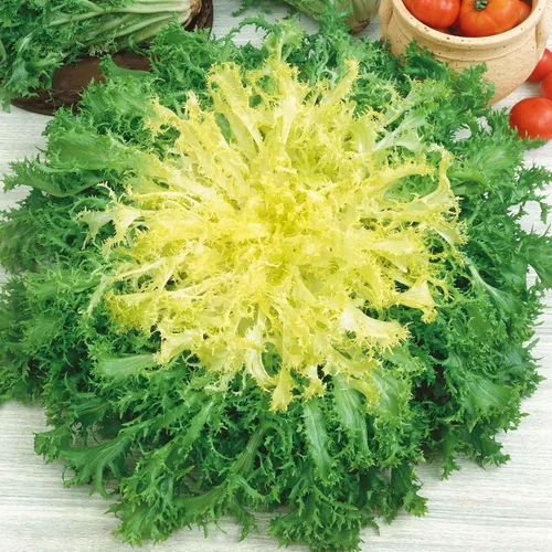 Miniatura 2 de Eden Brothers Semillas de Endive (Escarole) - Batavian Broadleaf