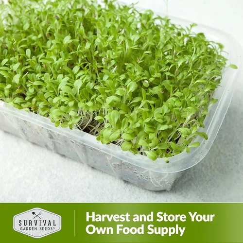 Miniatura 6 de 1 paquete de semillas de lechuga Microgreens para plantar y cultivar, microverduras de hoja verde aptas para principiantes, para interiores, cultiva