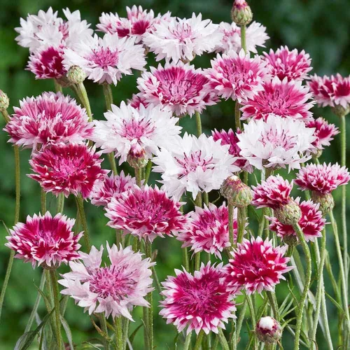 Miniatura 7 de Outsidepride Mezcla romántica de semillas de aciano para plantar, 250 unidades. Semillas anuales de flores de botón de licenciatura para jardines