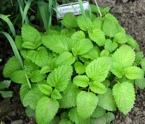 Miniatura 4 de Gaea's Blessing Semillas – Semillas de bálsamo de limón – Semillas sin OMG con instrucciones de siembra fáciles de seguir – 92% tasa de germinación
