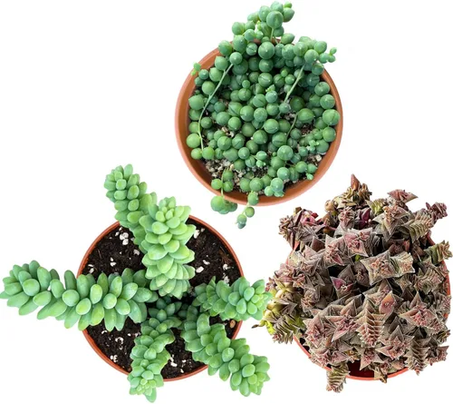 Miniatura 4 de Juego de 3 suculentas F (4 pulgadas), cadena de perlas + cola de burro + collar de rubí, plantas suculentas vivas totalmente enraizadas en macetas