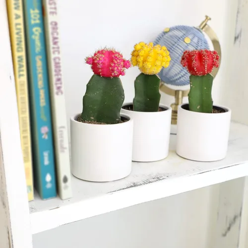 Miniatura 6 de Plantas de cactus injertadas vivas en macetas blancas (3 unidades), planta de cactus vivo en mezcla de tierra de cactus, mini cactus vivos, plantas