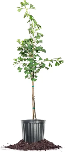 Perfect Plants Árbol de Ginkgo de 5 galones | Árbol vivo para paisajismo | Árbol de sombra y colores otoñales