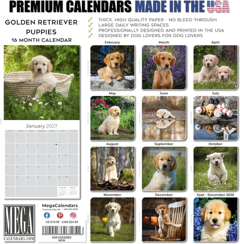 Miniatura 6 de Razas de Perros 2017 cachorros de golden retriever