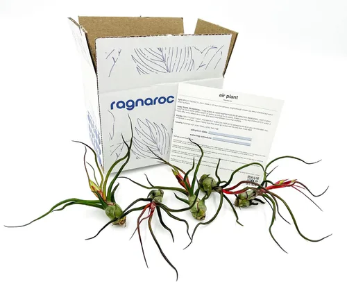 Miniatura 54 de ragnaroc Air Plants - Floración Tillandsia Bulbosa Belice, gigante de 7-9 pulgadas, 1 unidad, llegada en vivo garantizada, plantas