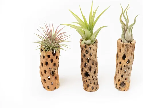 Air Plant Shop Recipiente de madera cholla natural de 6 pulgadas con plantas de aire surtidas de Tillandsia, al por mayor y a granel, suculentas,