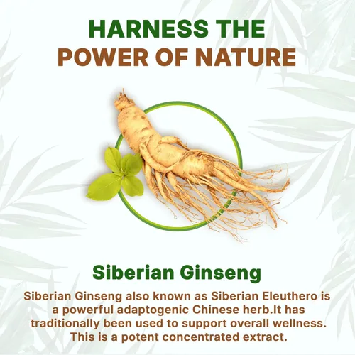 Miniatura 4 de Go Nutra Ginseng siberiano - Polvo de raíz de Eleuthero Extracto 4:1 4 veces más fuerte Apoya la energía y la resistencia Natural