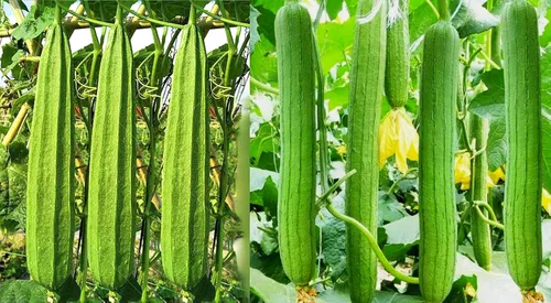 Mezcla de 30 semillas de calabaza de Luffa con esponja acanalada y esponja de lufa suave, semillas de calabaza vegetal de reliquia