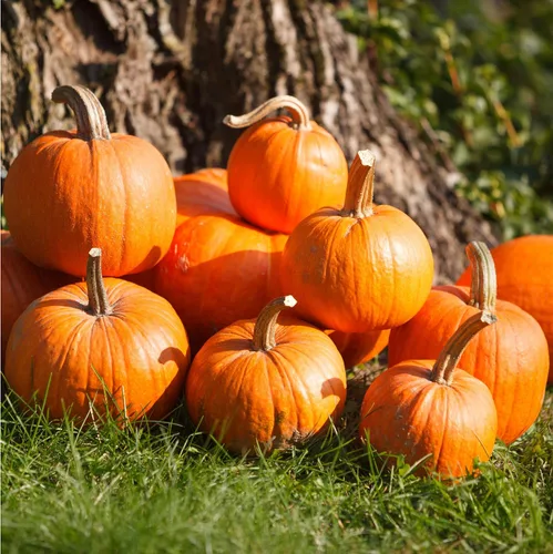 Miniatura 10 de Semillas de calabaza a granel para plantar, 1 libra, más de 4,000 semillas tradicionales sin OMG, semillas de calabaza de alta germinación