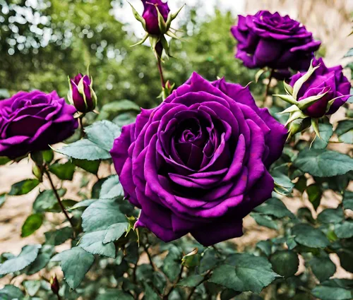 Miniatura 6 de Bonsai Alemania - Rosas moradas raras, 30 unidades, semillas de reliquia de rosa dragón