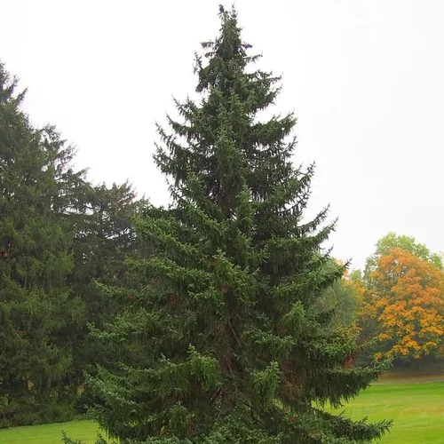 Miniatura 4 de Picea omorika (abeto serbio) Semillas de árbol, madera fuerte y duradera, semillas de MySeeds.Co, usted elige