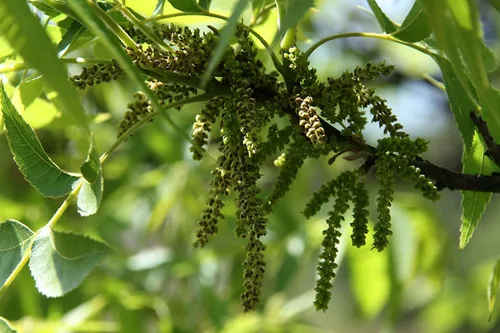 Miniatura 7 de TomorrowSeeds - Semillas de árbol de nuez - Más de 6 unidades - para plantar Carya Illinoensis Pawnee Nuez gigante Nuez Mantequera Nuez Mantequera
