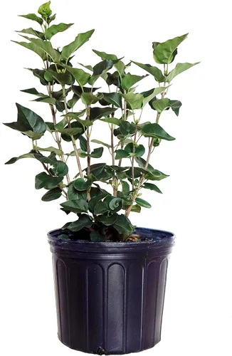 Miniatura 6 de Proven Winners - Syringa x Bloomerang Dark Purple (Lila Refloreciente) Arbusto, flores púrpura oscuro, Contenedor Tamaño #3