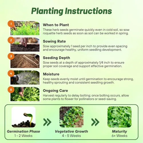 Miniatura 5 de Outsidepride Semillas de rúcula y microgreens – 1/4 libra anuales, fáciles de cultivar y aptas para polinizadores, semillas de hierbas para plantar