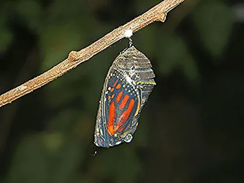 Miniatura 4 de Semillas de algodoncillo de pantano rosa para ayudar a salvar a las mariposas monarca - Incarnata Milkweed
