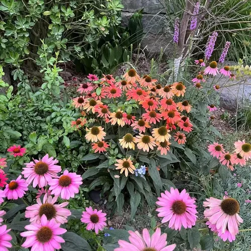 Miniatura 6 de 100 semillas de equinácea morada – Semillas de flores de equinácea rosa para plantar, variedad de reliquia sin OMG para jardines de flores silvestres