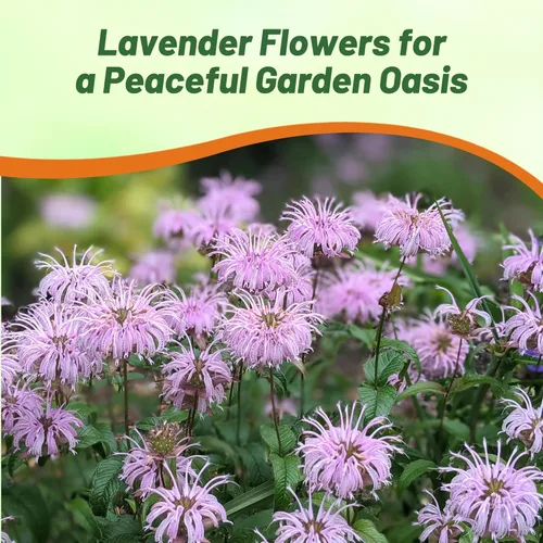 Miniatura 5 de Outsidepride Semillas silvestres de bergamota – 1000 piezas de semillas perennes, fáciles de cultivar y aptas para polinizadores Monarda Fistulosa