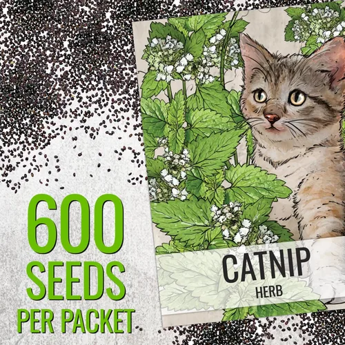 Miniatura 3 de Seed Needs Semillas de hierba gatera para plantar Nepeta cataria - Semillas de hierbas sin OMG y sin tratar para plantar y cultivar un jardín