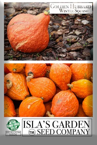 Miniatura 4 de Golden Hubbard - Semillas de calabaza de invierno para plantar, más de 25 semillas de reliquia por paquete, semillas de jardín de Isla