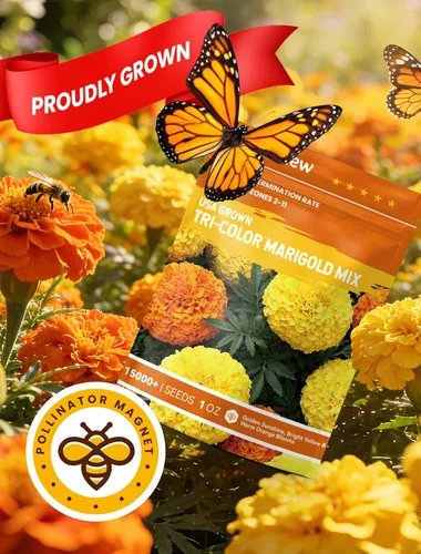 Miniatura 7 de Semillas de caléndula francesa – Heirloom Petite Tri-Color Mix – Flores vibrantes amarillas/naranjas – Más de 15000 semillas para plantar al aire
