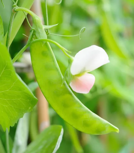 Miniatura 2 de Earthcare Seeds Pea Oregon Sugar Pod II Snow Pea 50 semillas (Pisum sativum) reliquia - Polinizado abierto