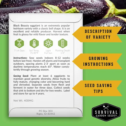 Miniatura 2 de Black Beauty - Semilla de berenjena para plantar, 1 paquete con instrucciones para cultivar plantas de berenjena morada en el huerto de tu hogar