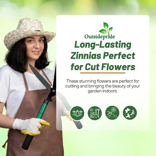 Miniatura 6 de Outsidepride - Zinnia, 100 semillas anuales, Marylandica Zahara Double Brilliant Flower Seed Mix, mezcla de semillas de flores para plantar