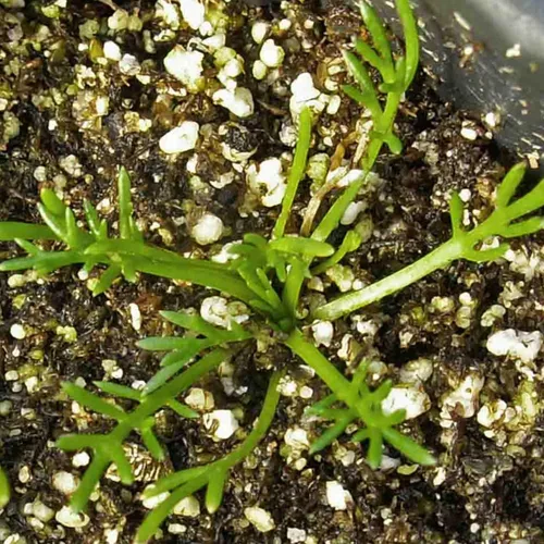 Miniatura 7 de Seed Needs Semillas de manzanilla para plantar manzanilla alemana y romana, semillas de hierbas sin OMG y sin tratar para plantar un jardín