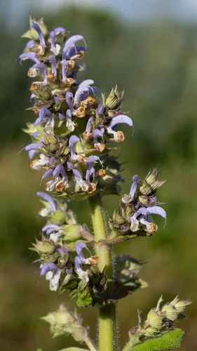 Miniatura 5 de Plant Good Seed Semillas orgánicas de salvia clara para plantar: hierba para cosméticos, flores moradas fragantes - Paquete de 50 semillas