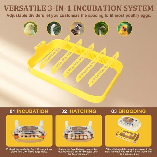 Miniatura 7 de Incubadora de 24 huevos para eclosión con volteador automático, control inteligente de temperatura y humedad, visualización de 360°, ovoscopio